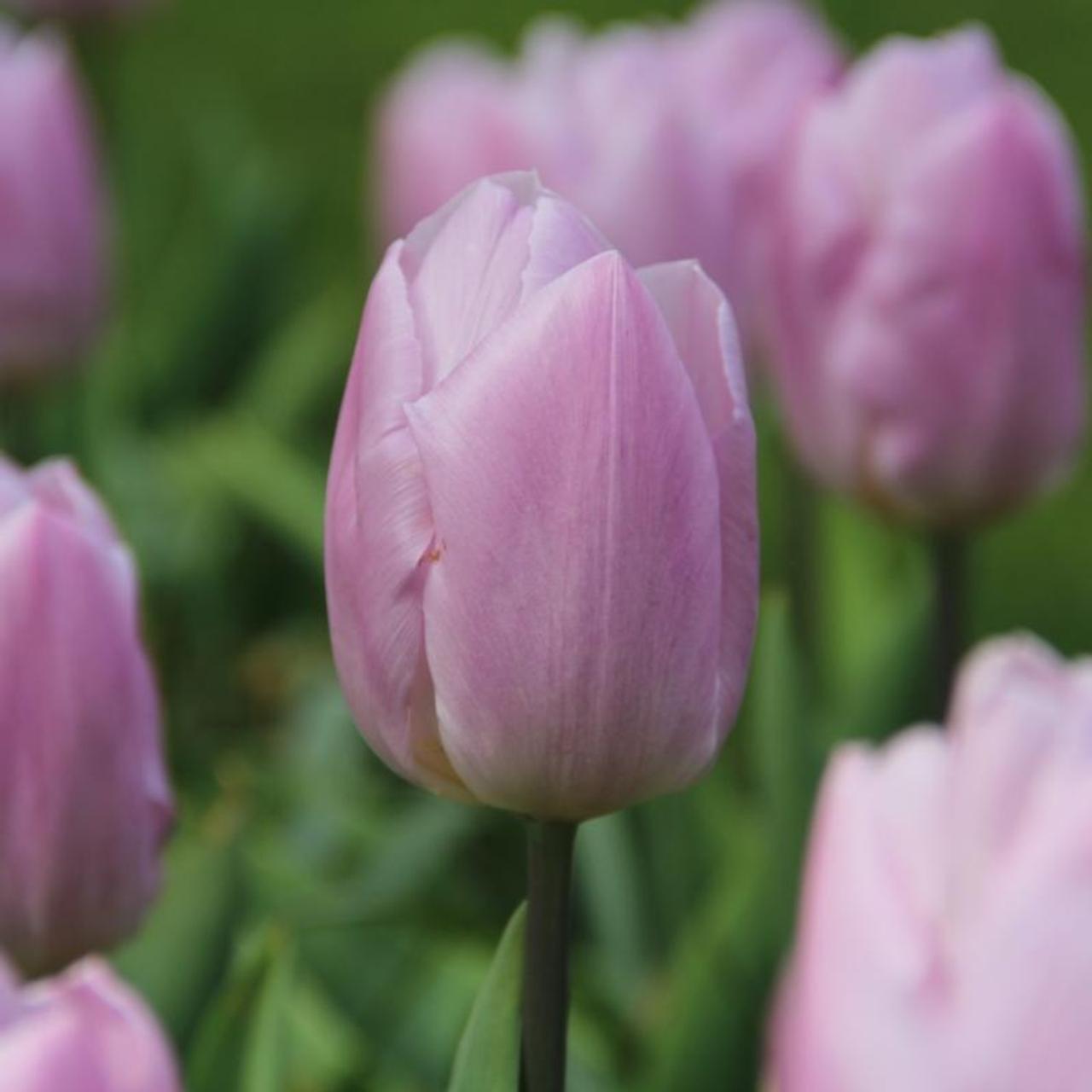 Tulipa 'Candy Prince' plant