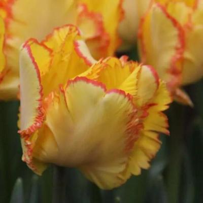 tulipa-caribbean-parrot