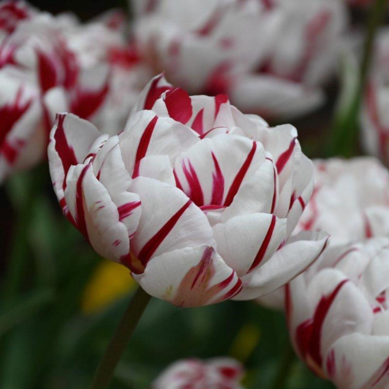 Tulipa 'Carnaval de Nice' plant