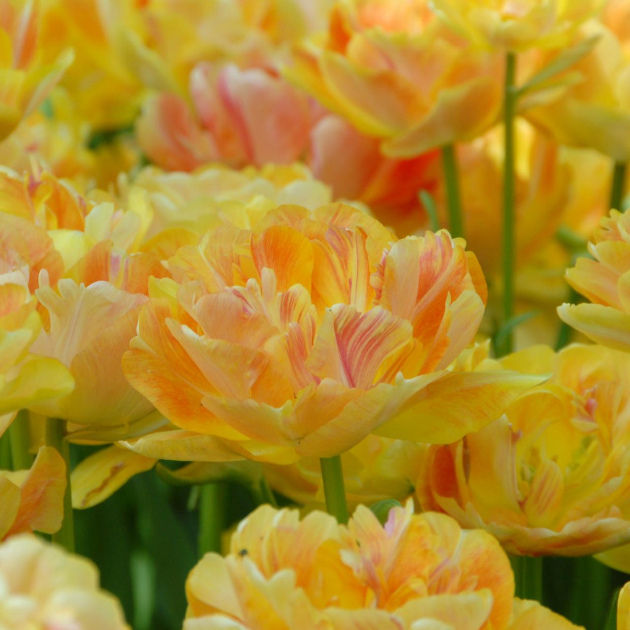 Tulipa 'Charming Beauty' plant