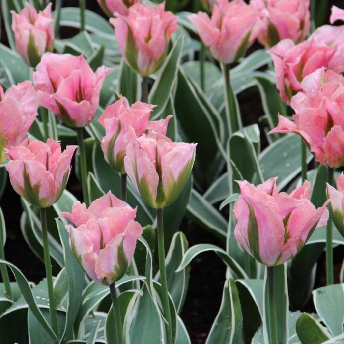 Tulipa 'China Town' plant
