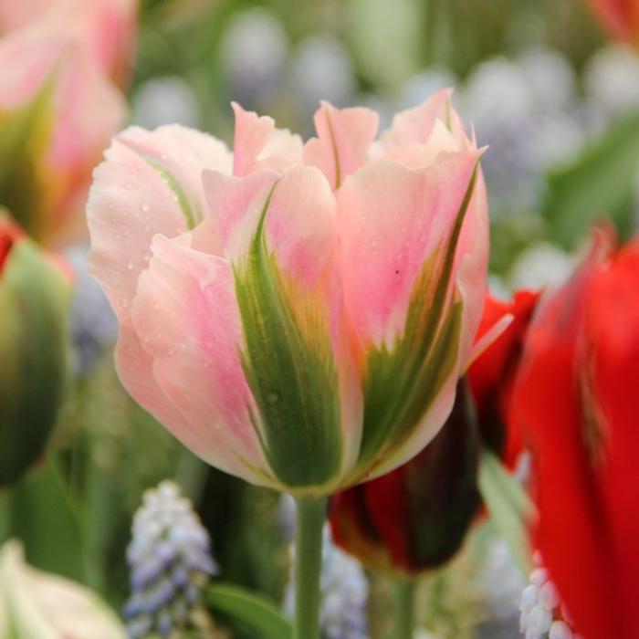 Tulipa 'China Town' plant