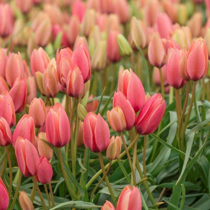 Tulipa clusiana 'Annika' plant