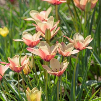 tulipa-clusiana-annika