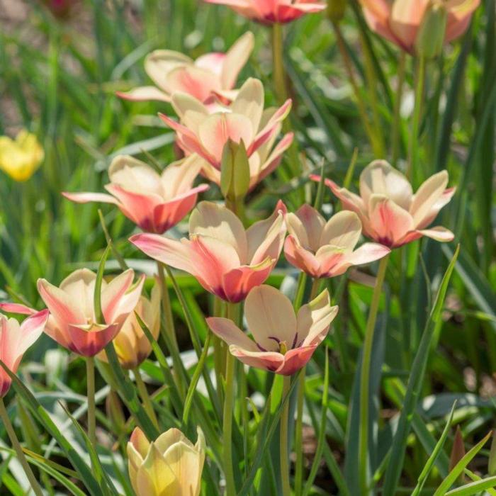 Tulipa clusiana 'Annika' plant