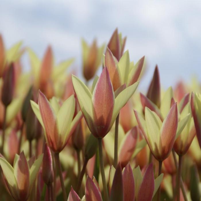 Tulipa clusiana 'Cynthia' plant