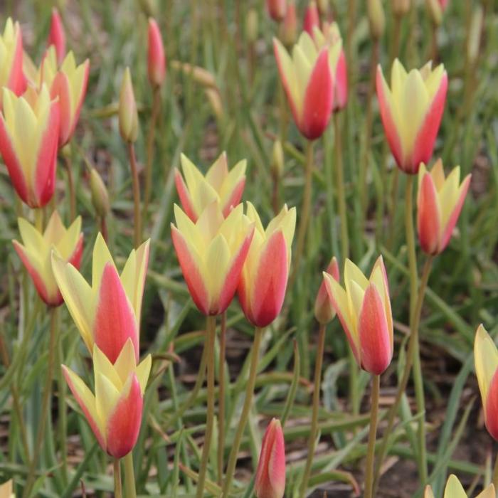 Tulipa clusiana 'Cynthia' plant