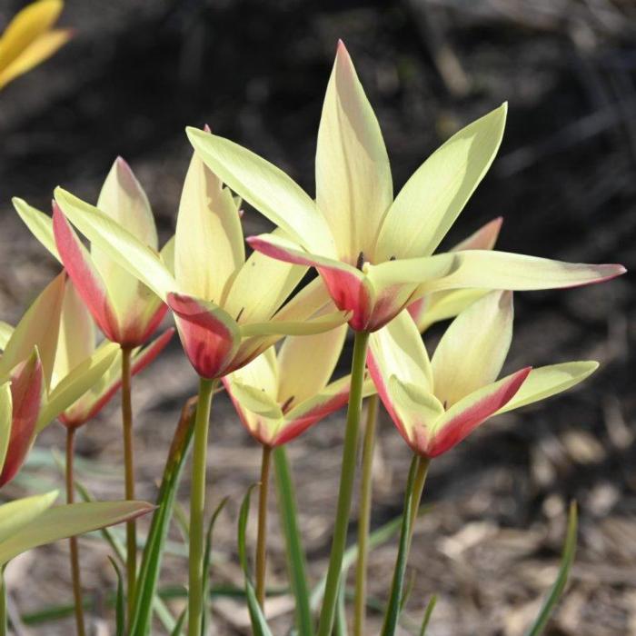Tulipa clusiana 'Cynthia' plant