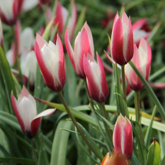Tulipa clusiana 'Lady Jane' plant