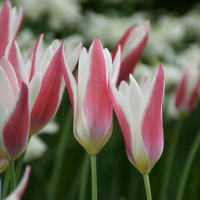 tulipa-clusiana-lady-jane