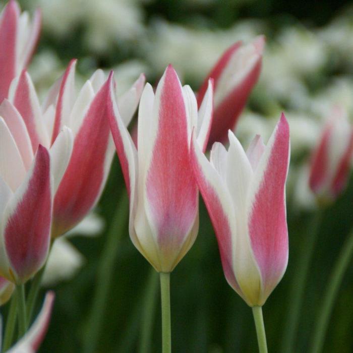 Tulipa clusiana 'Lady Jane' plant