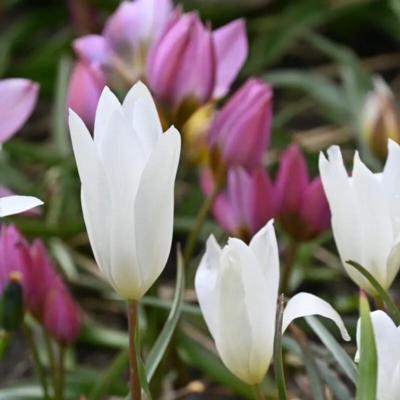 tulipa-clusiana-sylvia