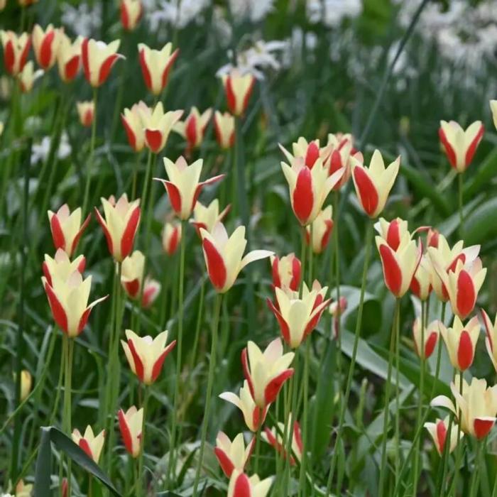 Tulipa clusiana 'Tinka' plant