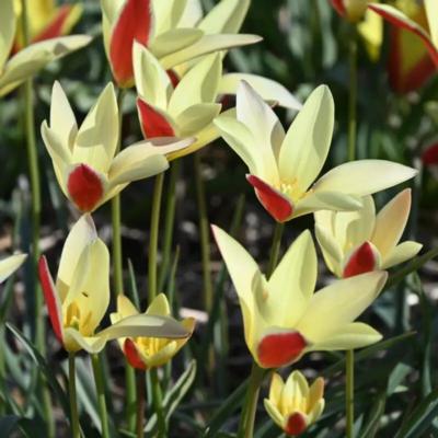 tulipa-clusiana-tinka