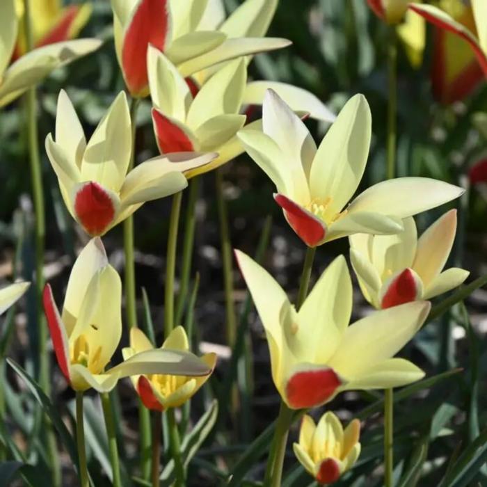Tulipa clusiana 'Tinka' plant