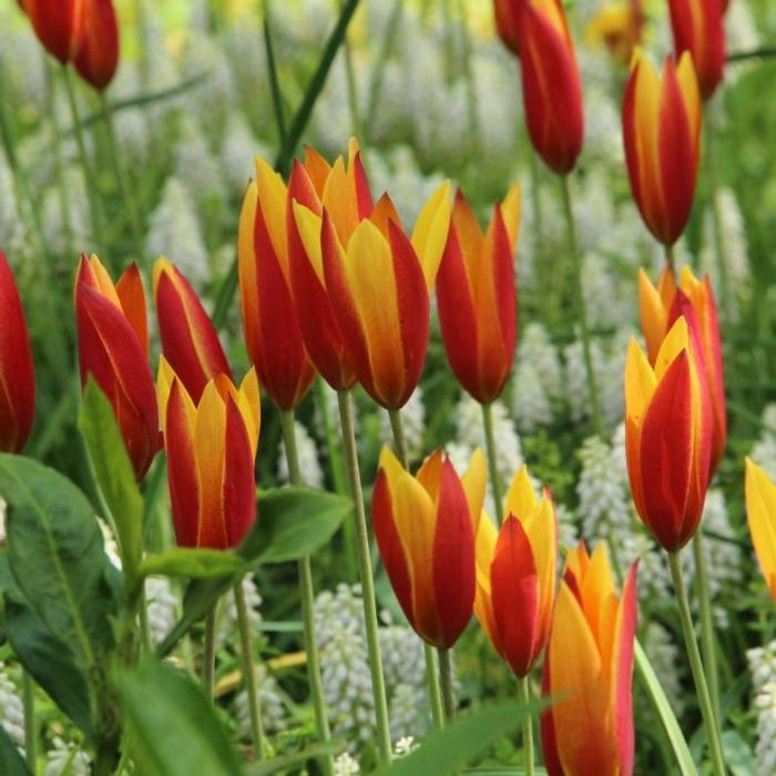 Tulipa clusiana var chrysantha 'Tubergens Gem' plant