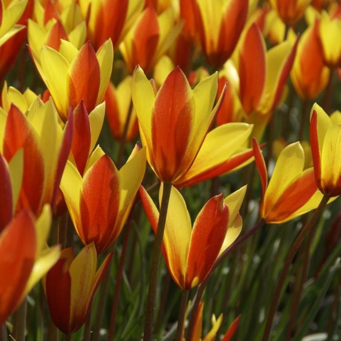 Tulipa clusiana var chrysantha 'Tubergens Gem' plant