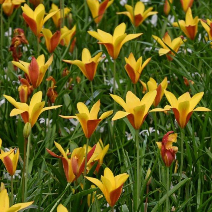 Tulipa clusiana var. chrysantha plant