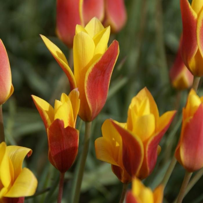 Tulipa clusiana var. chrysantha plant