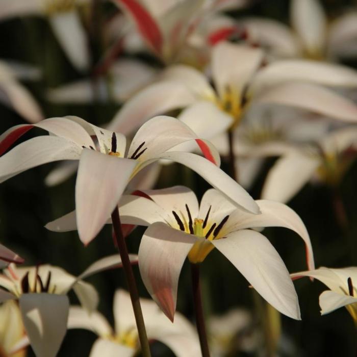 Tulipa clusiana var. stellata plant