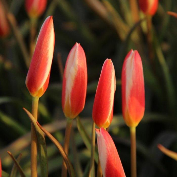 Tulipa clusiana var. stellata plant