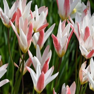 tulipa-clusiana-var-stellata