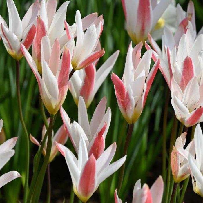 Tulipa clusiana var. stellata plant