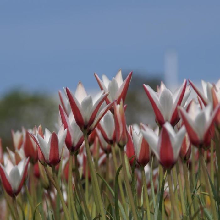 Tulipa clusiana plant