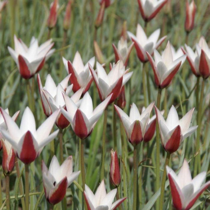 Tulipa clusiana plant