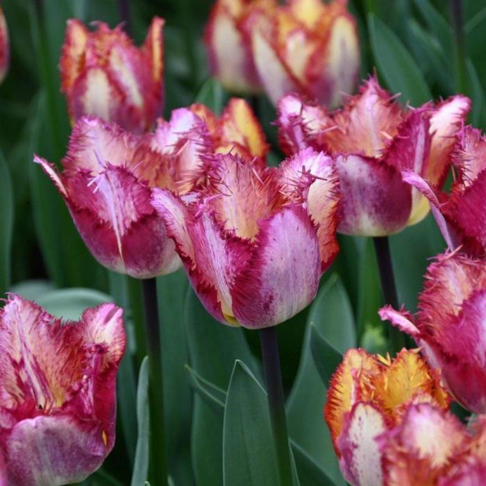 Tulipa 'Colour Fusion' plant