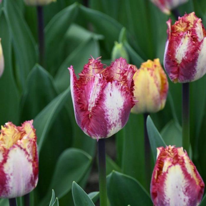 Tulipa 'Colour Fusion' plant