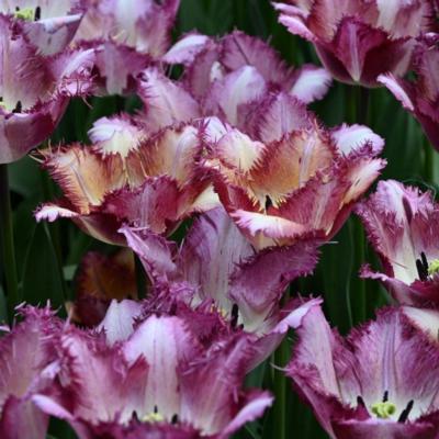 tulipa-colour-fusion