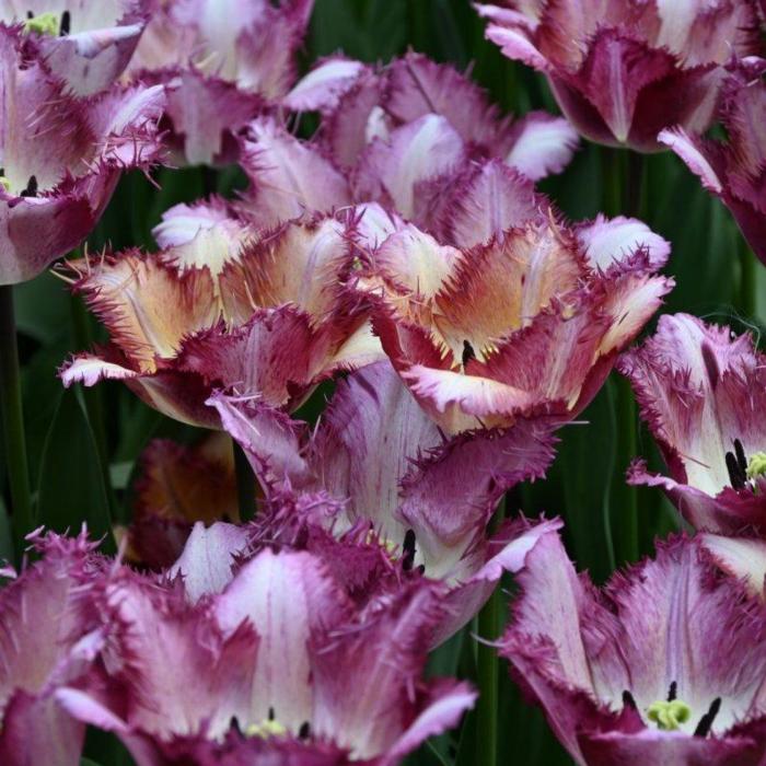 Tulipa 'Colour Fusion' plant