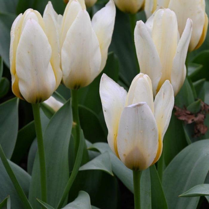 Tulipa 'Concerto' plant