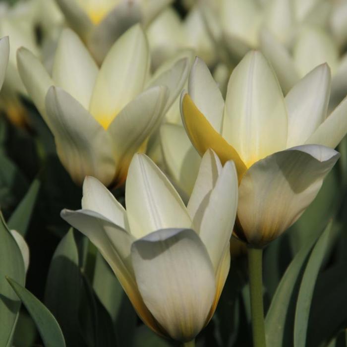 Tulipa 'Concerto' plant