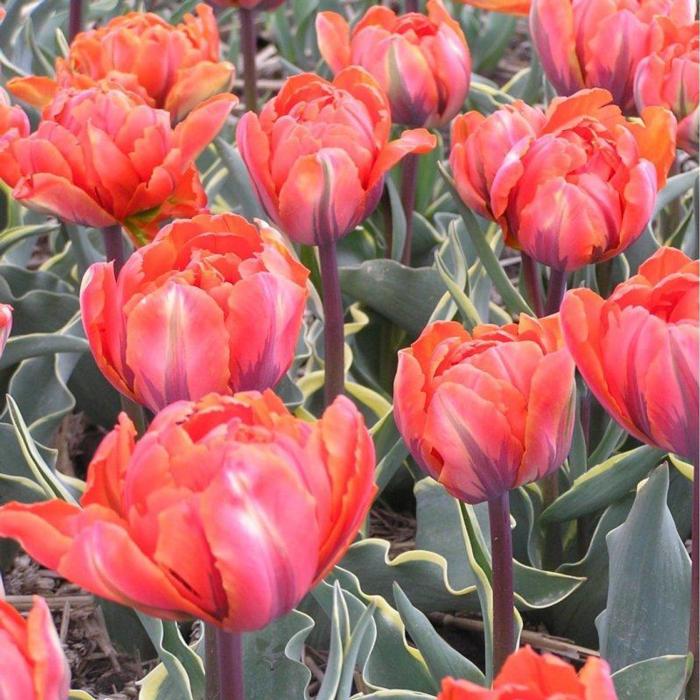Tulipa 'Conservatorium Hotel' plant