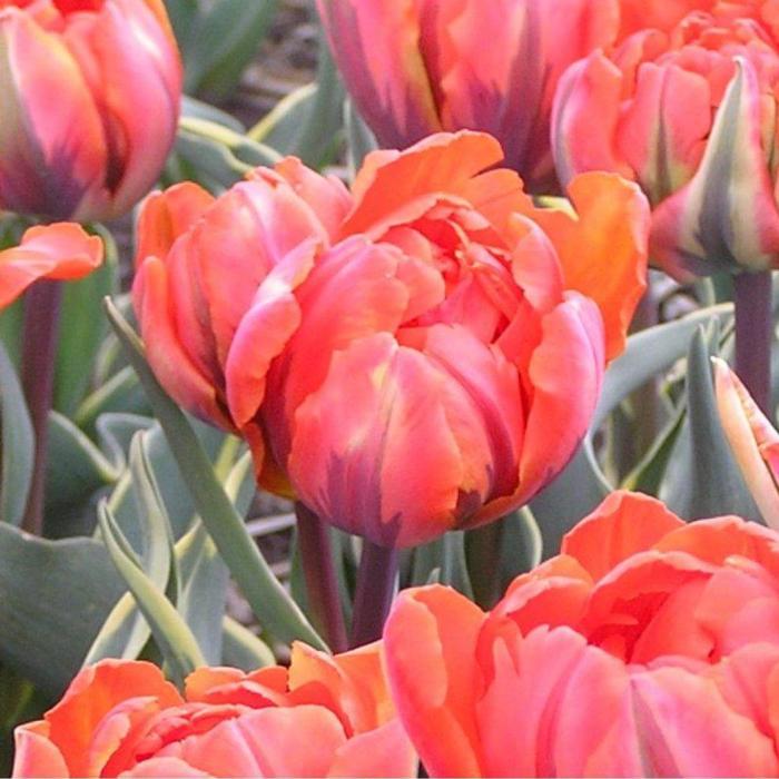 Tulipa 'Conservatorium Hotel' plant