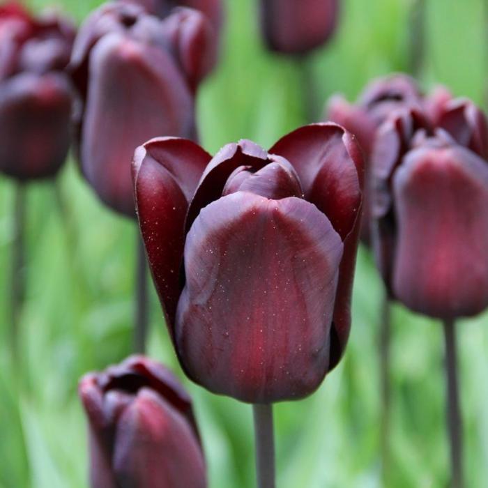 Tulipa 'Continental' plant