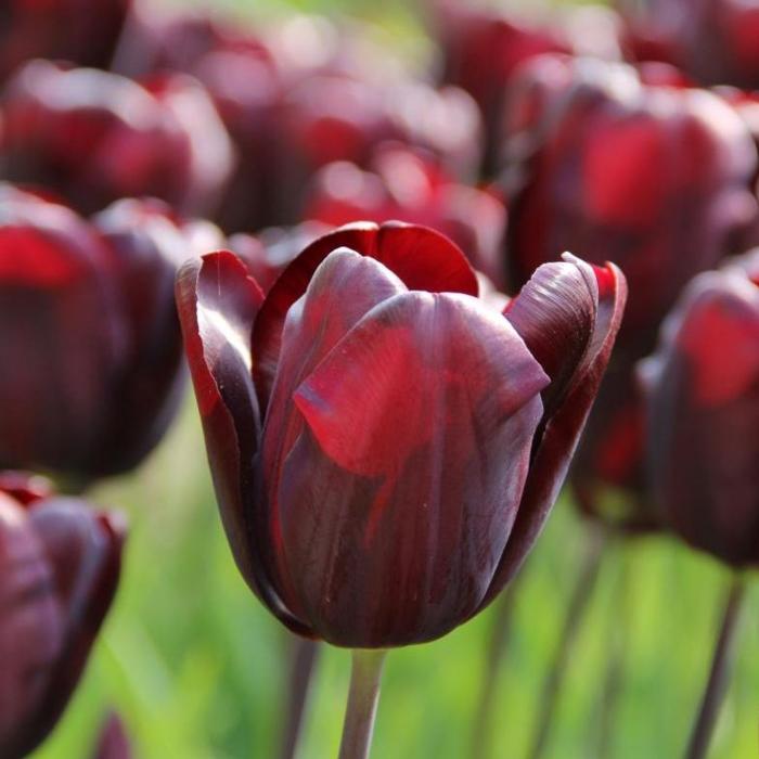 Tulipa 'Continental' plant