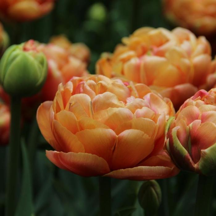 Tulipa 'Copper Image' plant