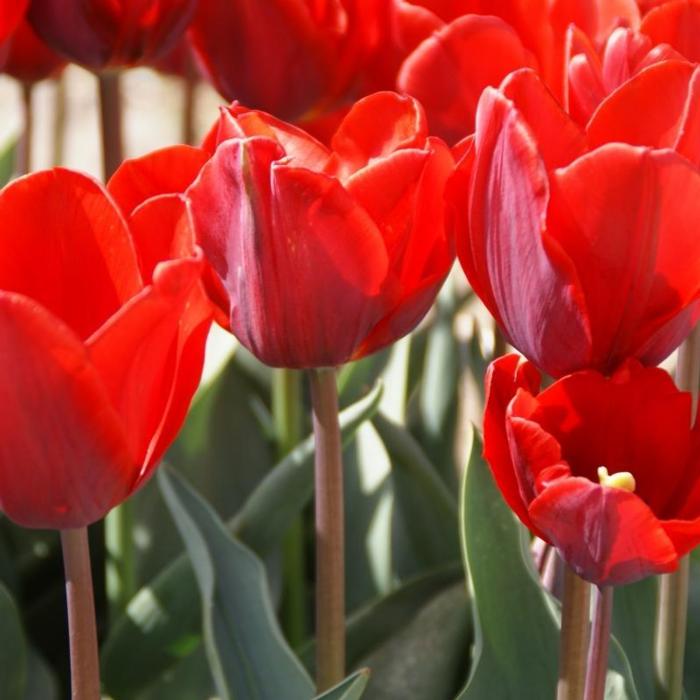 Tulipa 'Couleur Cardinal' plant