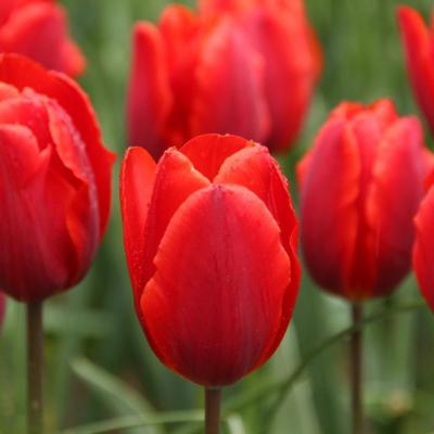 tulipa-couleur-cardinal