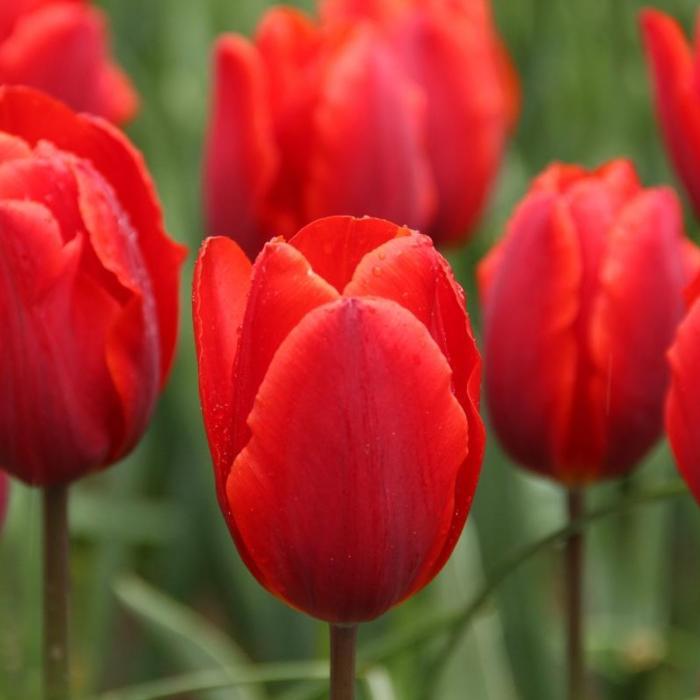 Tulipa 'Couleur Cardinal' plant