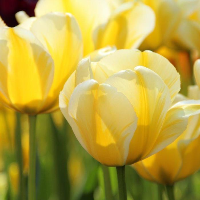 Tulipa 'Cream Cocktail' plant
