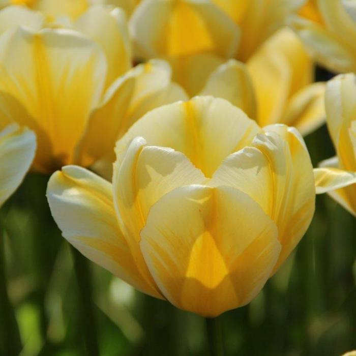 Tulipa 'Cream Cocktail' plant