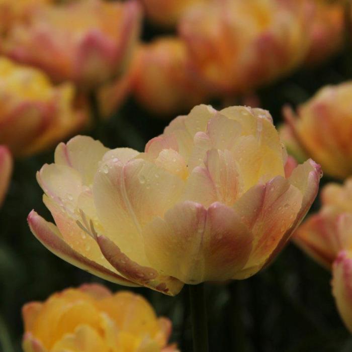 Tulipa 'Cream Upstar' plant