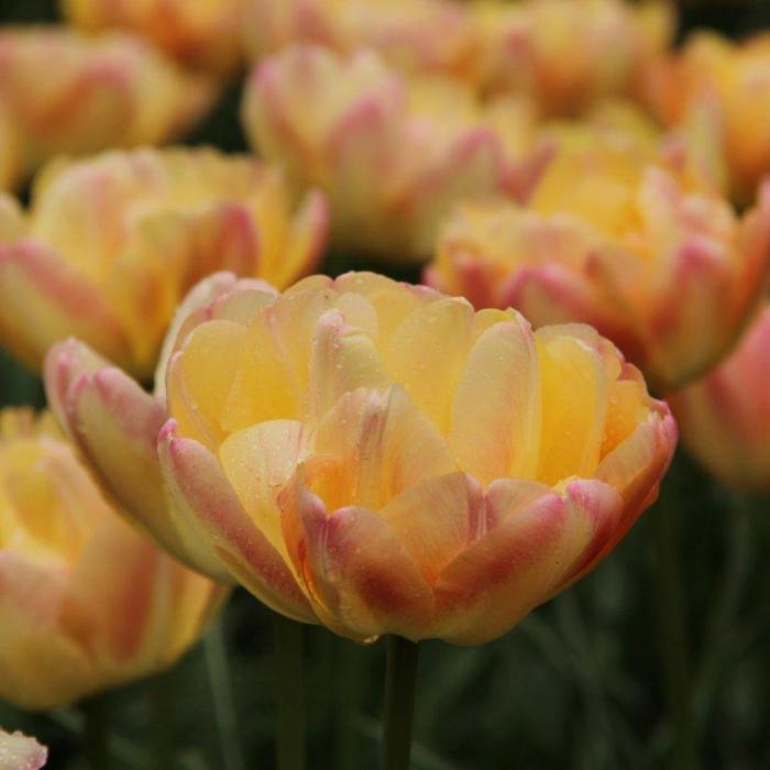 Tulipa 'Cream Upstar' plant