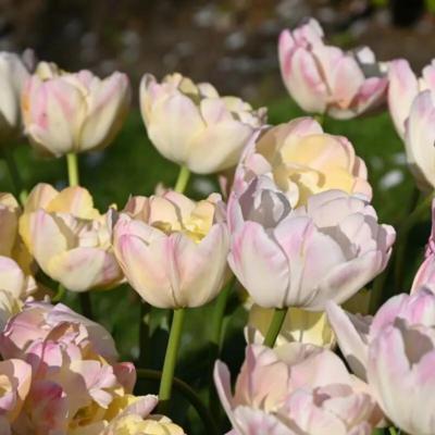 tulipa-creme-upstar