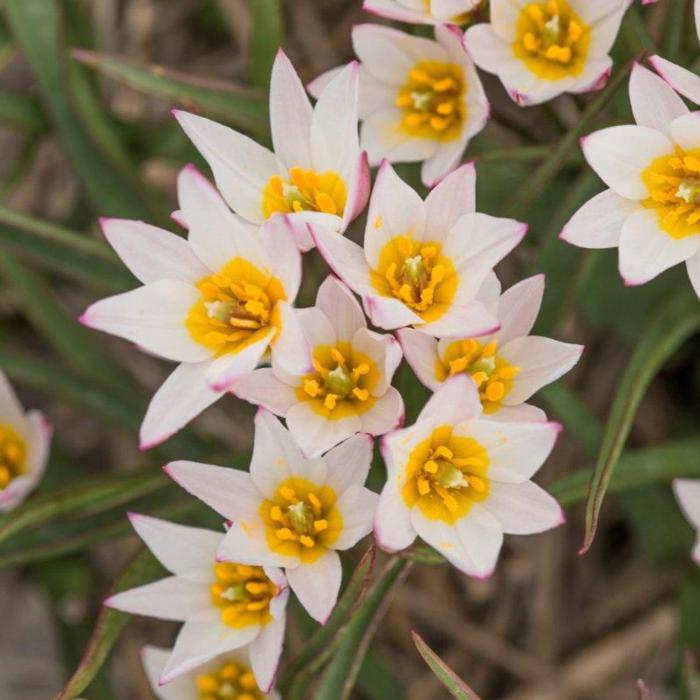 Tulipa cretica 'Hilde' plant
