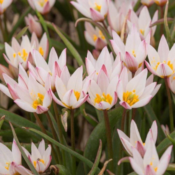 Tulipa cretica 'Hilde' plant